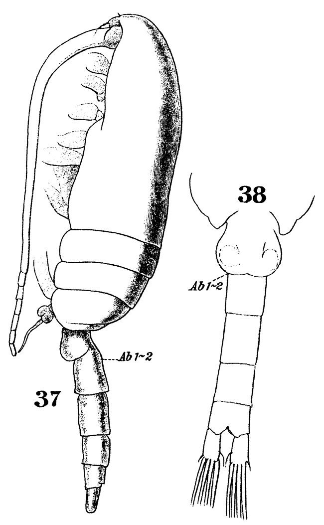 Espce Drepanopus forcipatus - Planche 14 de figures morphologiques
