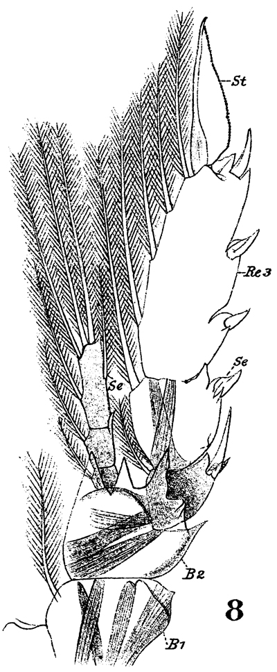 Species Clausocalanus arcuicornis - Plate 21 of morphological figures