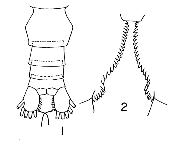 Espce Calanus glacialis - Planche 1 de figures morphologiques