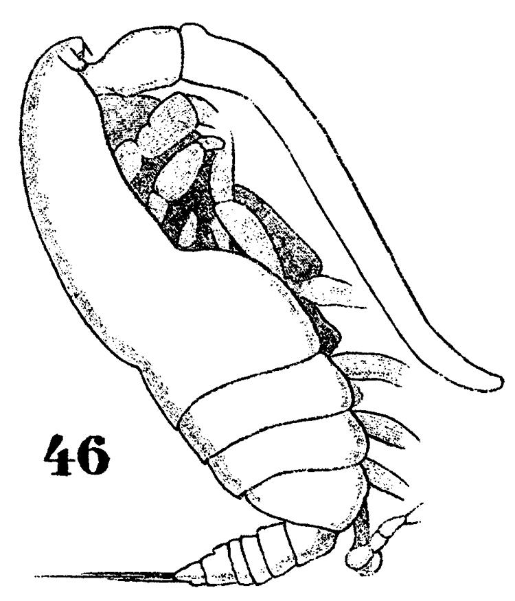 Species Calocalanus styliremis - Plate 13 of morphological figures