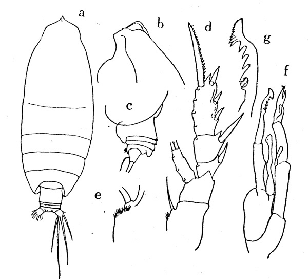 Species Euchirella curticauda - Plate 1 of morphological figures