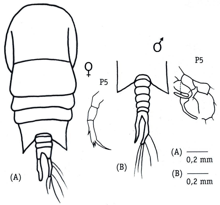 Species Temora stylifera - Plate 25 of morphological figures