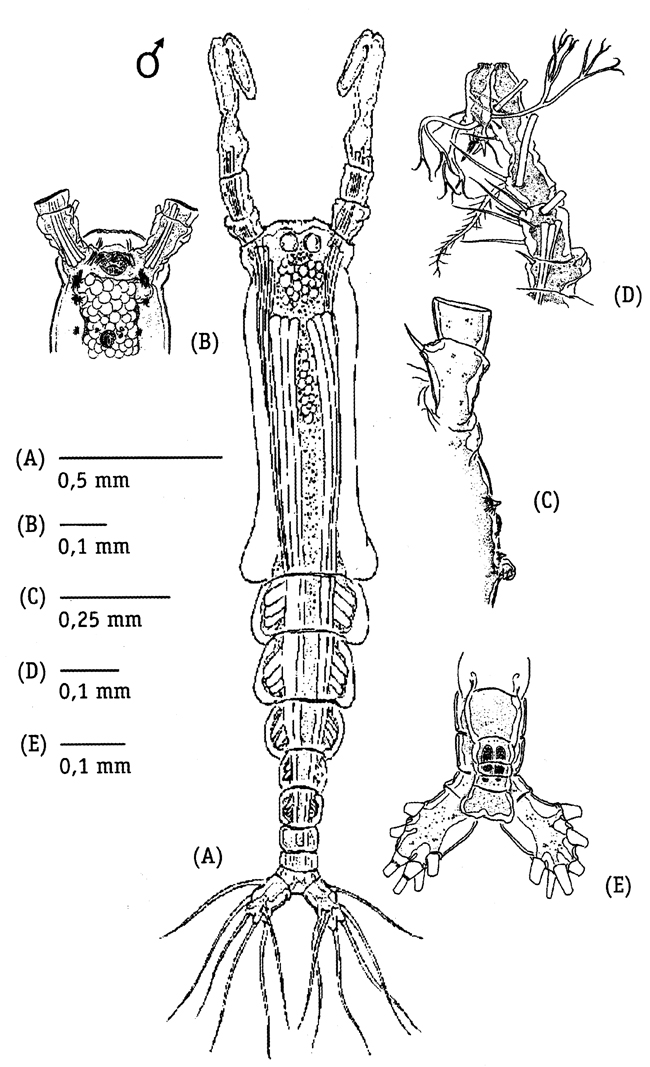 Espce Monstrilla bahiana - Planche 1 de figures morphologiques