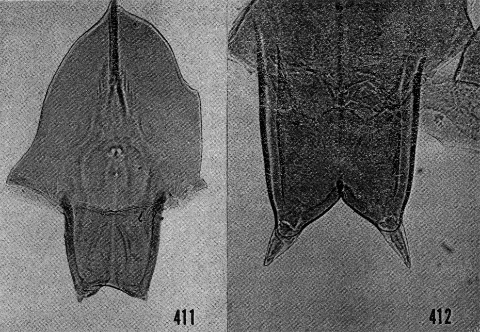 Espèce Scottocalanus thomasi - Planche 5 de figures morphologiques