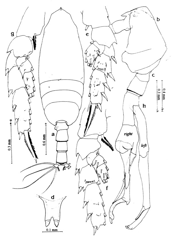 Espèce Scottocalanus farrani - Planche 1 de figures morphologiques
