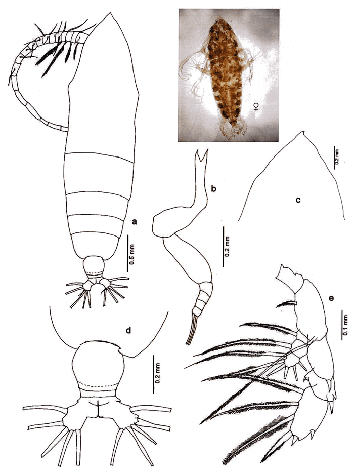 Species Haloptilus spiniceps - Plate 18 of morphological figures