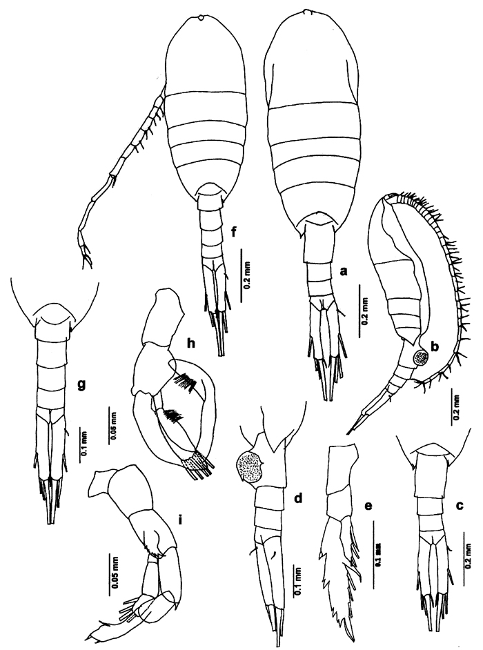 Species Lucicutia flavicornis - Plate 32 of morphological figures