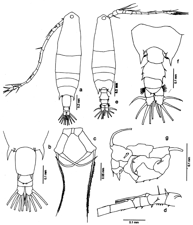 Species Acartia (Odontacartia) amboinensis - Plate 7 of morphological figures