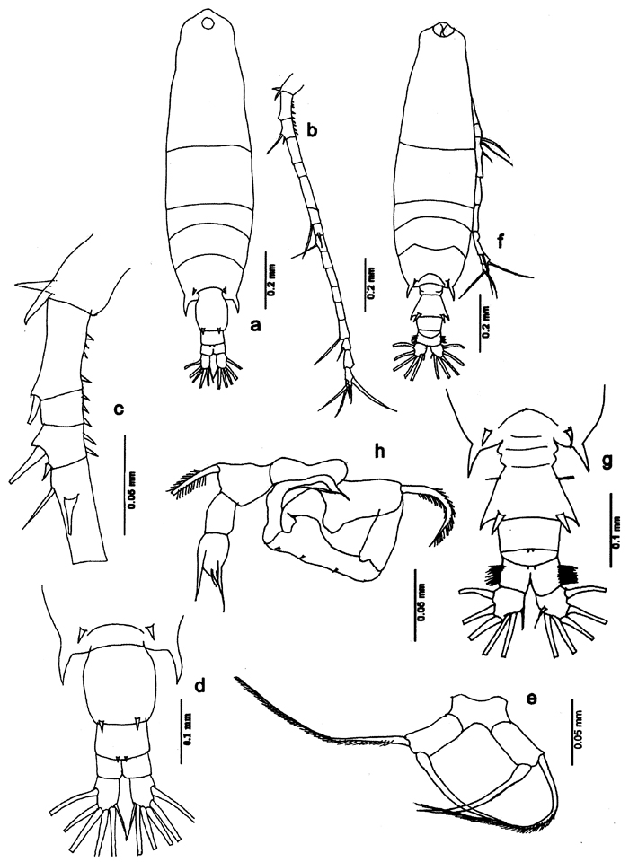 Espce Acartia (Odontacartia) erythraea - Planche 10 de figures morphologiques