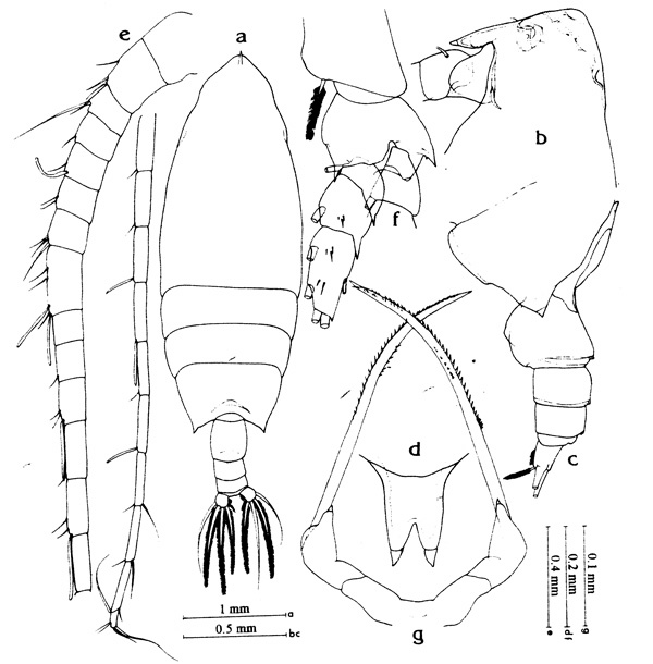 Espèce Scottocalanus longispinus - Planche 1 de figures morphologiques