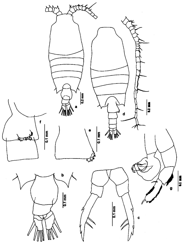 Espce Candacia bradyi - Planche 5 de figures morphologiques