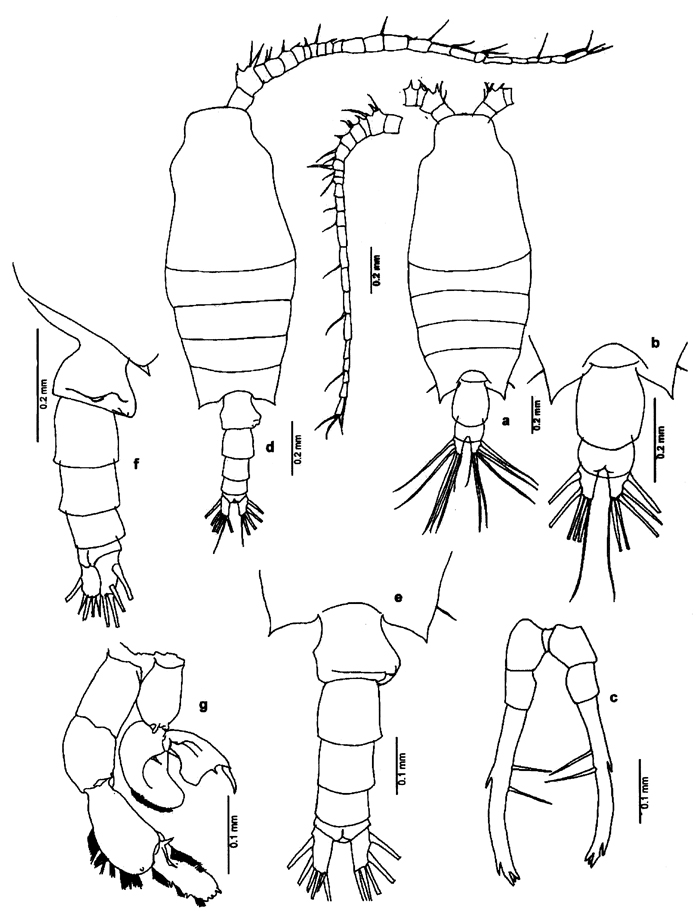 Espce Candacia discaudata - Planche 5 de figures morphologiques