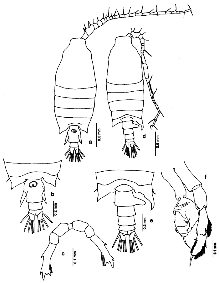 Espèce Candacia pachydactyla - Planche 14 de figures morphologiques