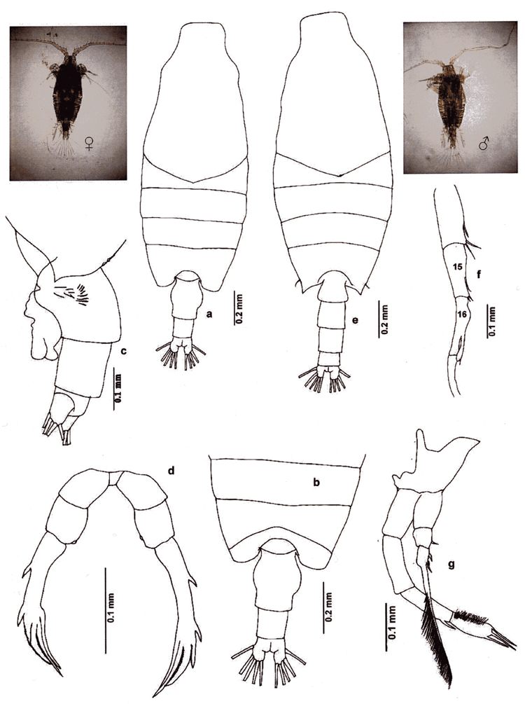 Species Candacia truncata - Plate 9 of morphological figures