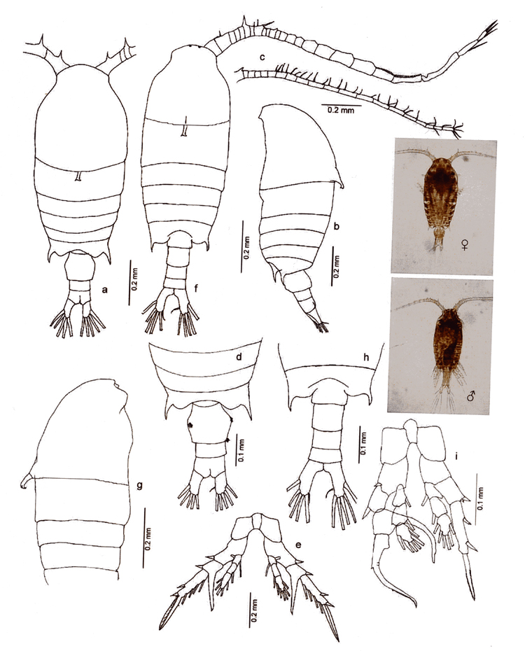 Espce Centropages dorsispinatus - Planche 2 de figures morphologiques