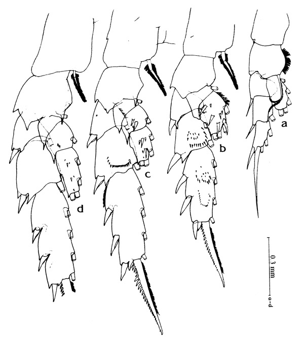Espèce Scottocalanus longispinus - Planche 2 de figures morphologiques