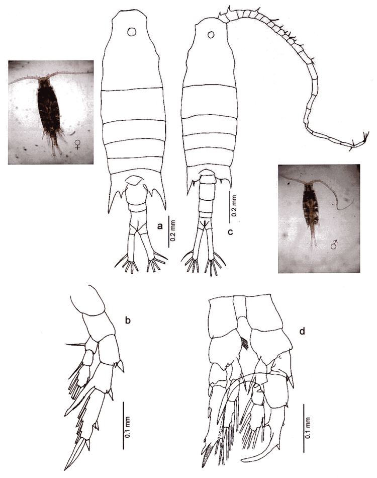 Species Centropages furcatus - Plate 18 of morphological figures