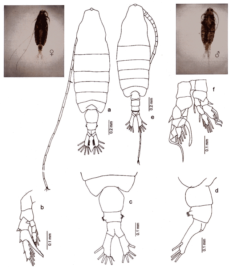 Espèce Centropages gracilis - Planche 12 de figures morphologiques