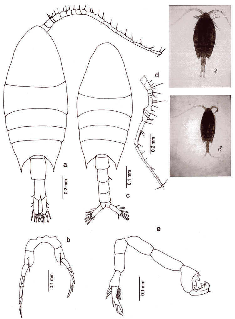 Espèce Calanopia elliptica - Planche 15 de figures morphologiques