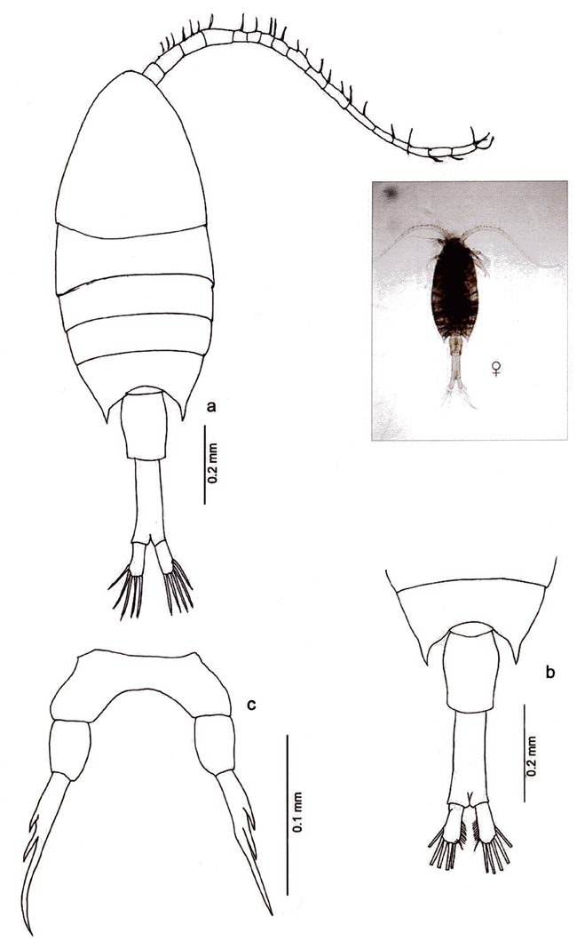 Espce Calanopia minor - Planche 7 de figures morphologiques