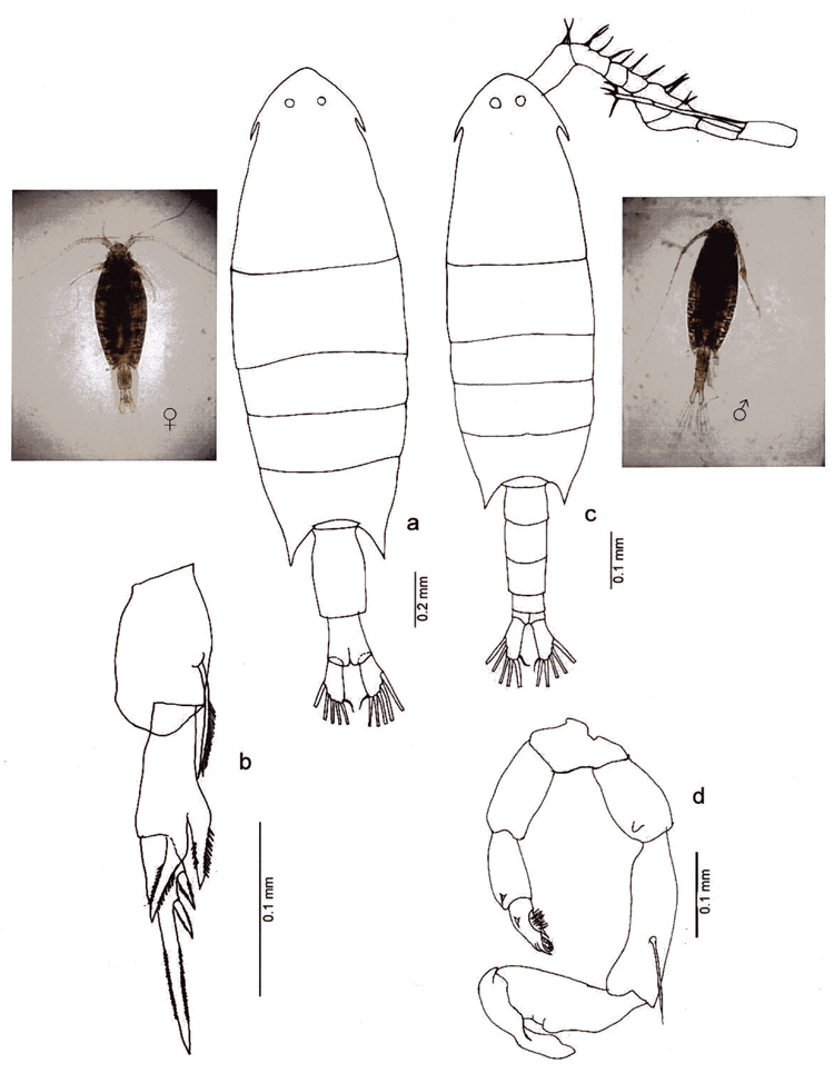 Espce Calanopia thompsoni - Planche 8 de figures morphologiques