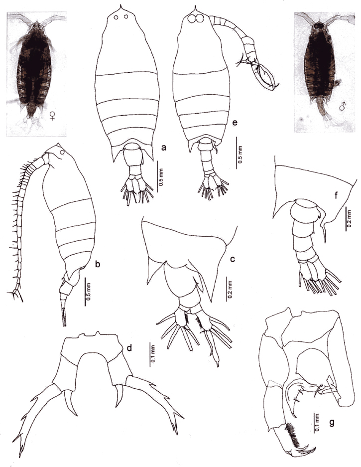 Species Labidocera acuta - Plate 29 of morphological figures