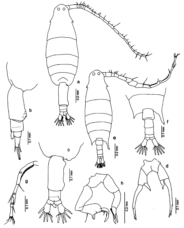 Espèce Labidocera bengalensis - Planche 7 de figures morphologiques