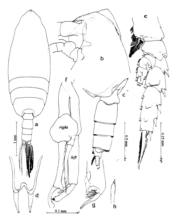 Espèce Scottocalanus persecans - Planche 1 de figures morphologiques