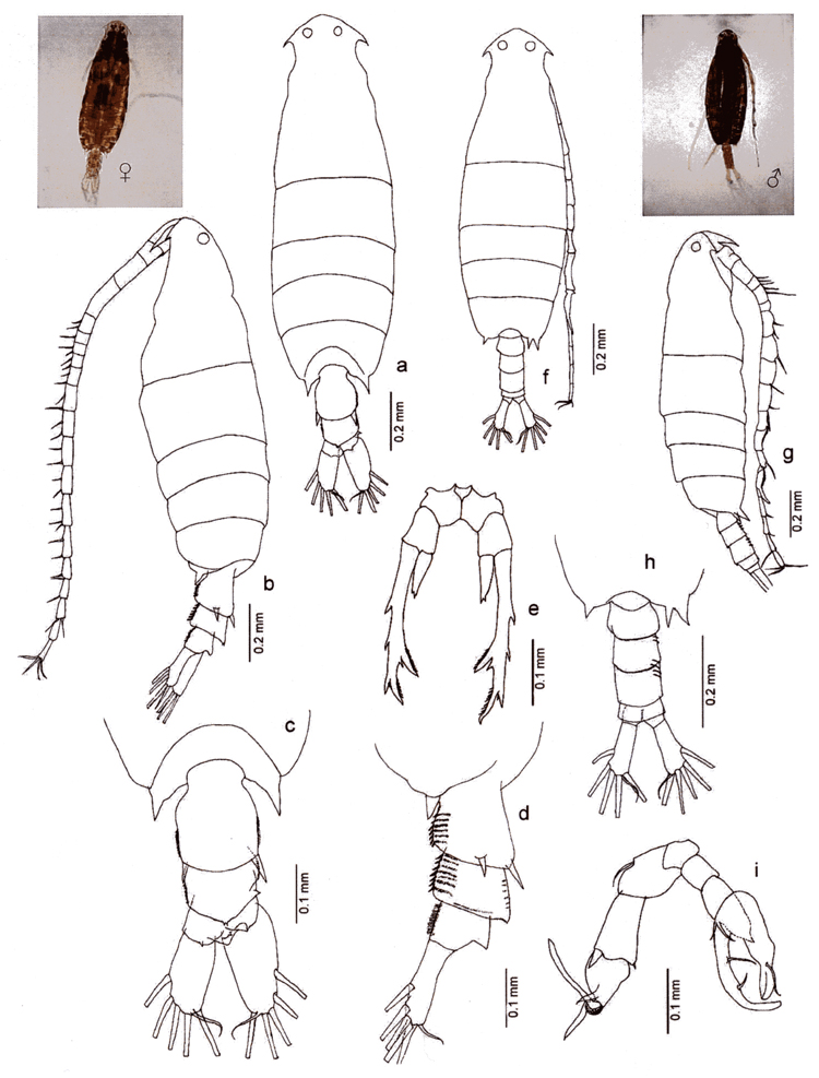 Species Labidocera laevidentata - Plate 6 of morphological figures