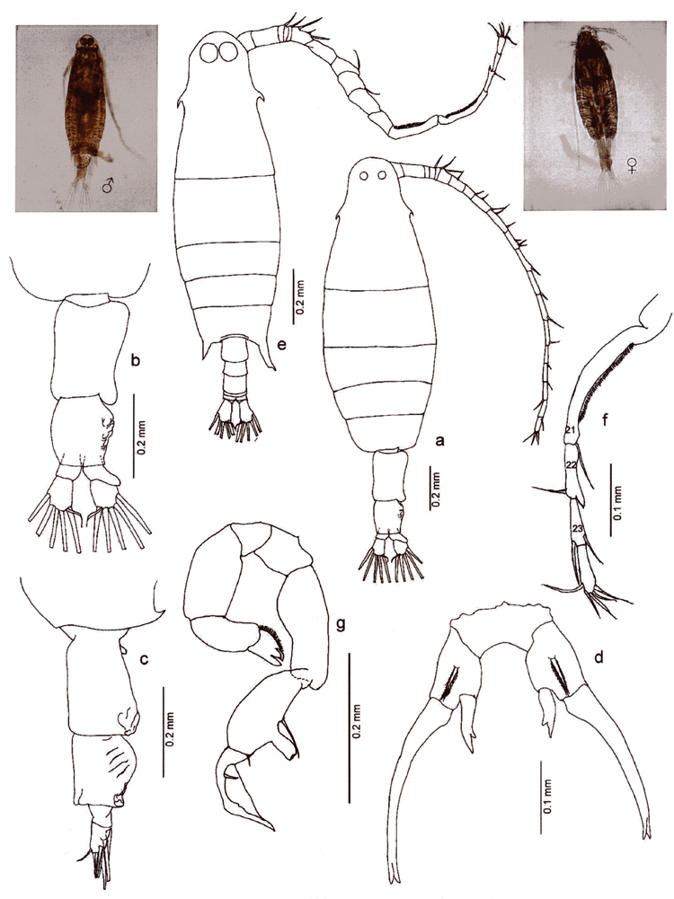 Species Labidocera minuta - Plate 17 of morphological figures