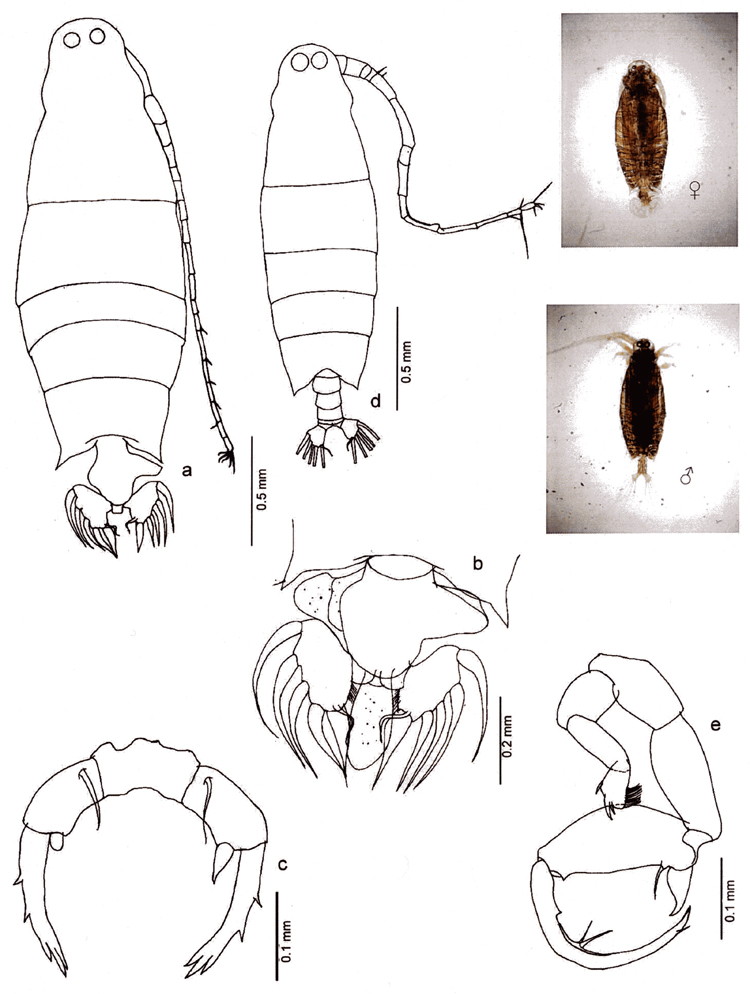 Espce Labidocera pavo - Planche 14 de figures morphologiques