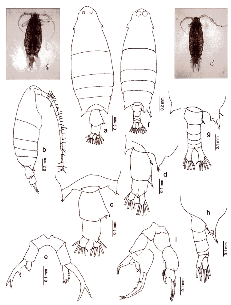Espce Labidocera pectinata - Planche 14 de figures morphologiques