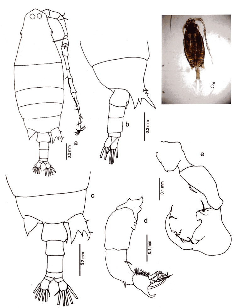 Species Labidocera sp.1 - Plate 1 of morphological figures