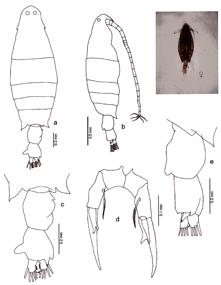 Espce Labidocera sp.2 - Planche 1 de figures morphologiques