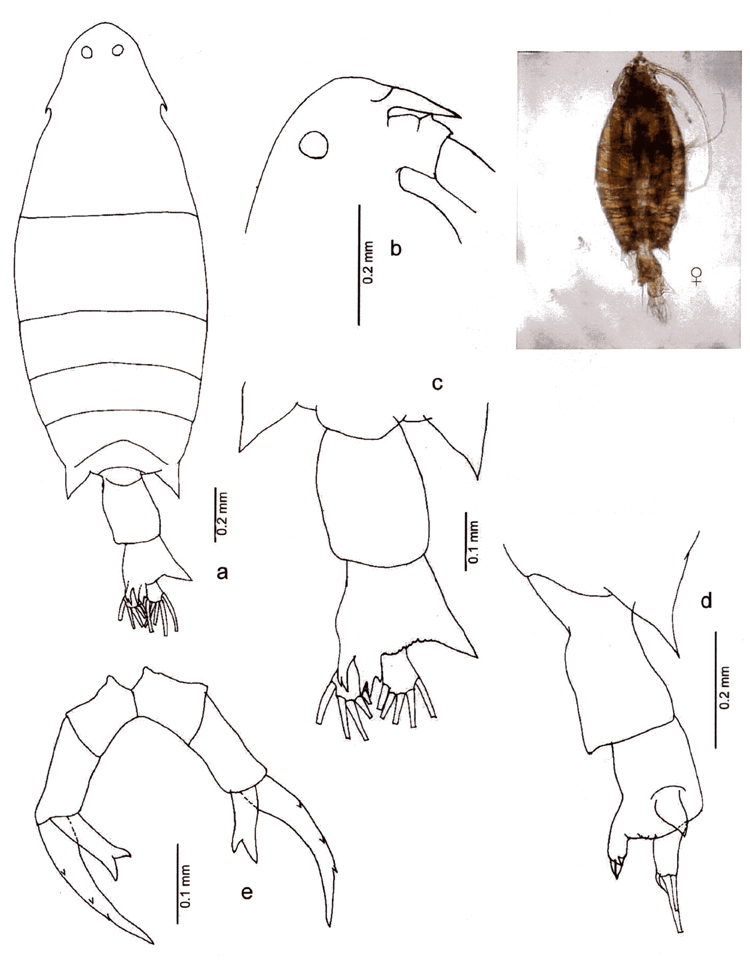Species Labidocera sp.3 - Plate 1 of morphological figures