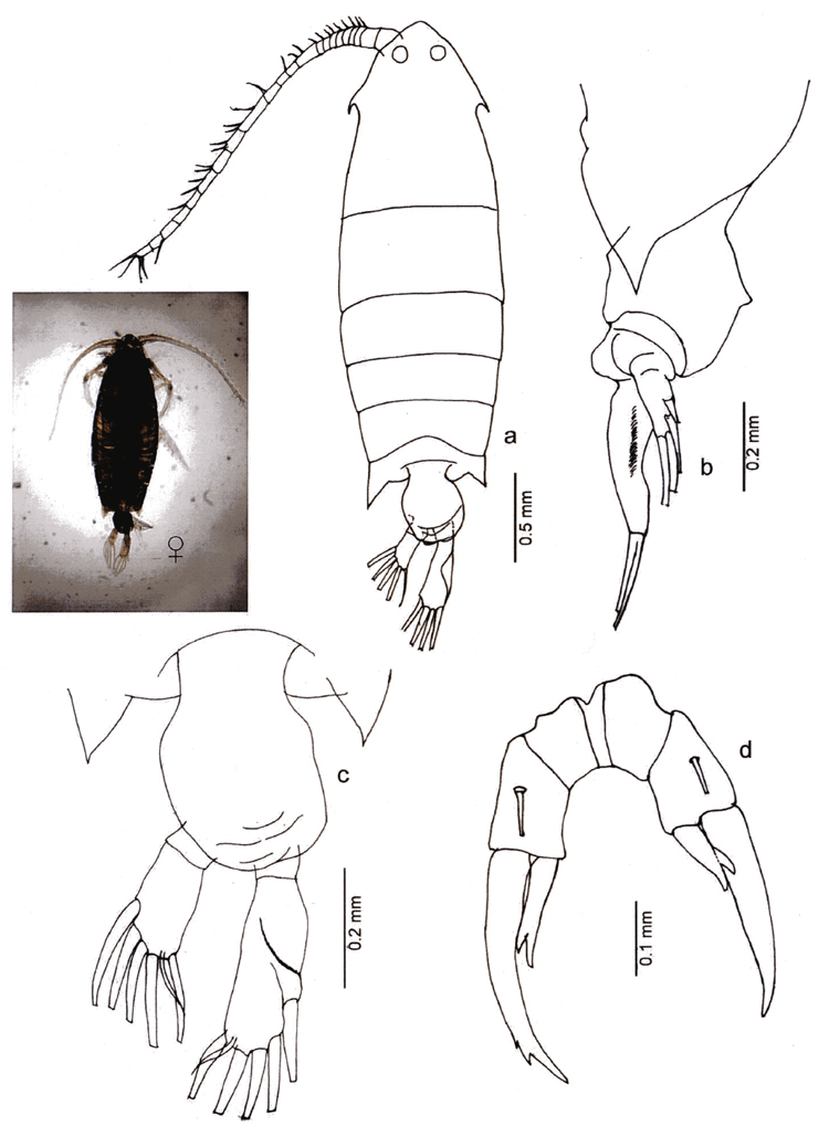 Species Pontella danae - Plate 10 of morphological figures
