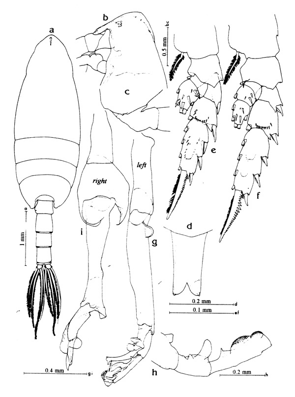 Espce Scottocalanus securifrons - Planche 1 de figures morphologiques