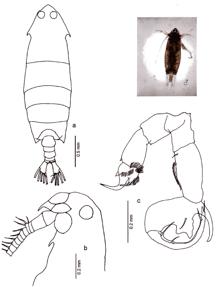Species Pontella investigatoris - Plate 7 of morphological figures