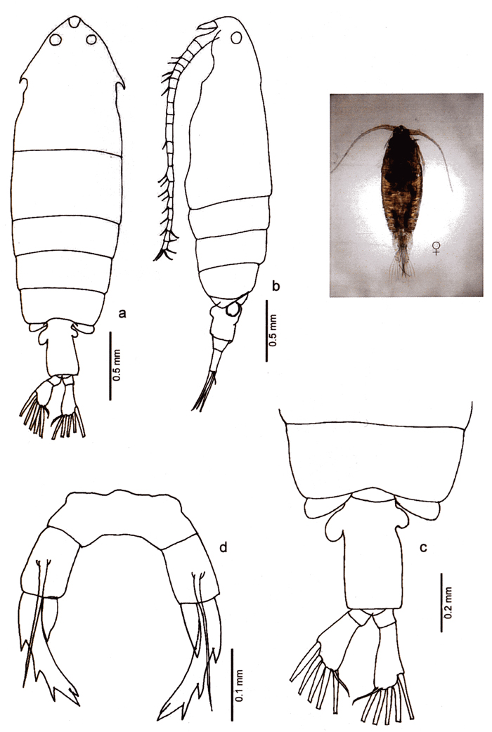 Species Pontella valida - Plate 2 of morphological figures
