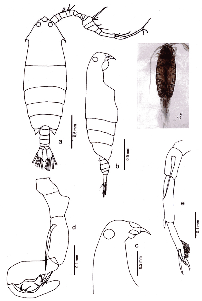 Species Pontella sp.1 - Plate 1 of morphological figures