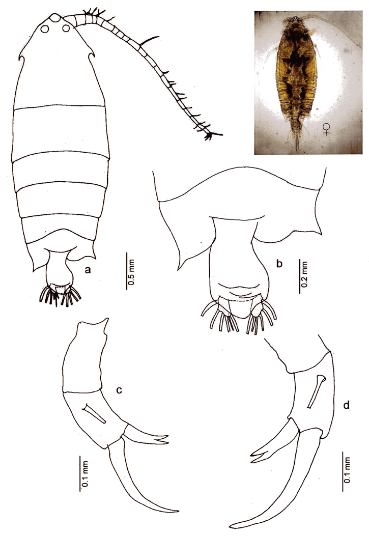 Species Pontella sp.2 - Plate 1 of morphological figures
