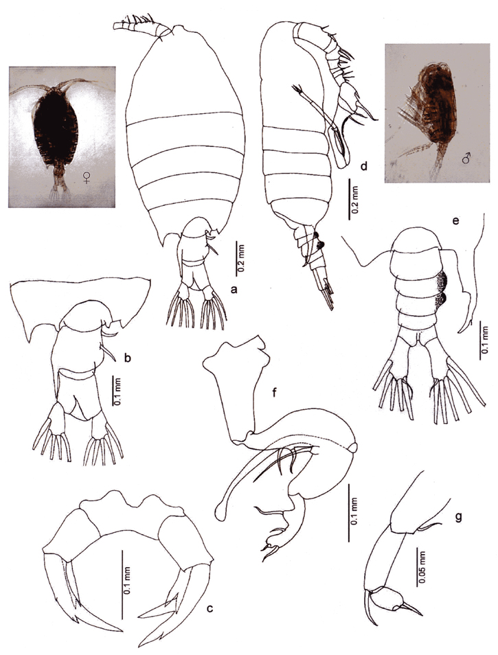 Species Pontellopsis inflatodigitata - Plate 4 of morphological figures