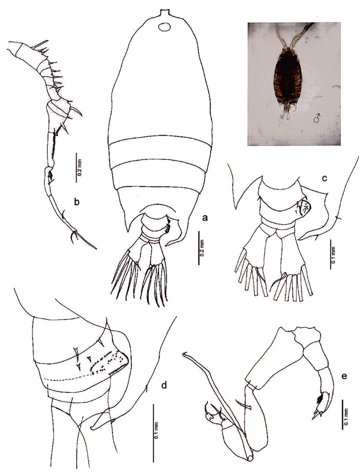 Species Pontellopsis macronyx - Plate 10 of morphological figures