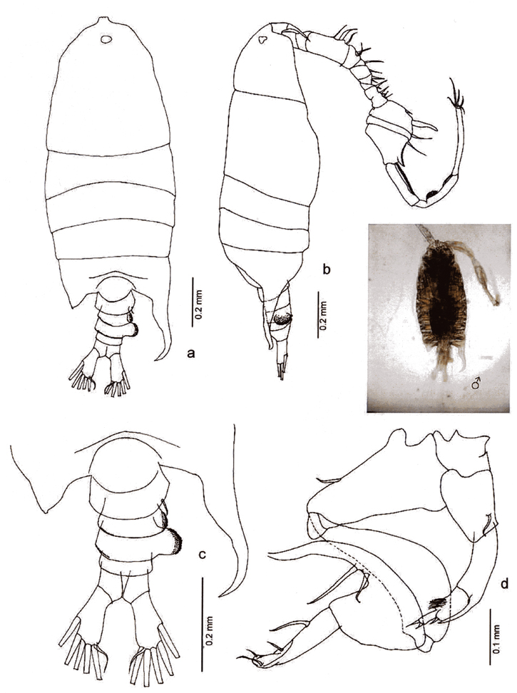 Espèce Pontellopsis perspicax - Planche 13 de figures morphologiques