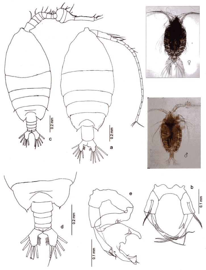 Species Pontellina morii - Plate 15 of morphological figures