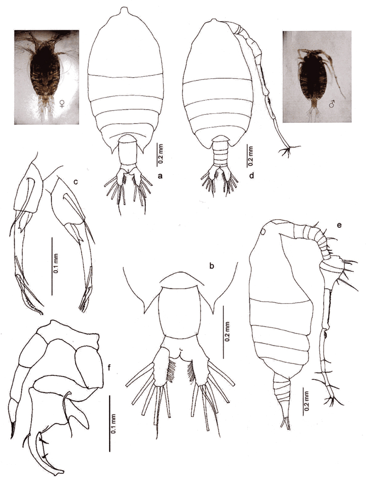 Espèce Pontellina plumata - Planche 36 de figures morphologiques