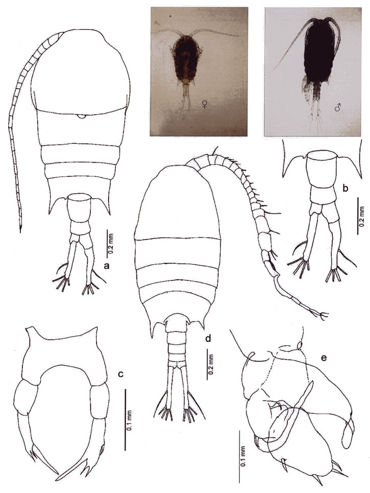 Espèce Temora discaudata - Planche 17 de figures morphologiques