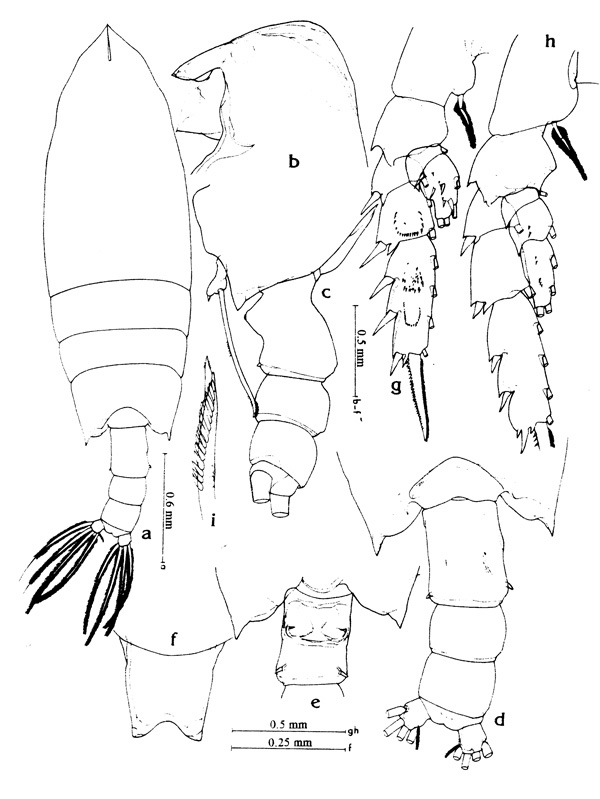 Espèce Scottocalanus thomasi - Planche 2 de figures morphologiques