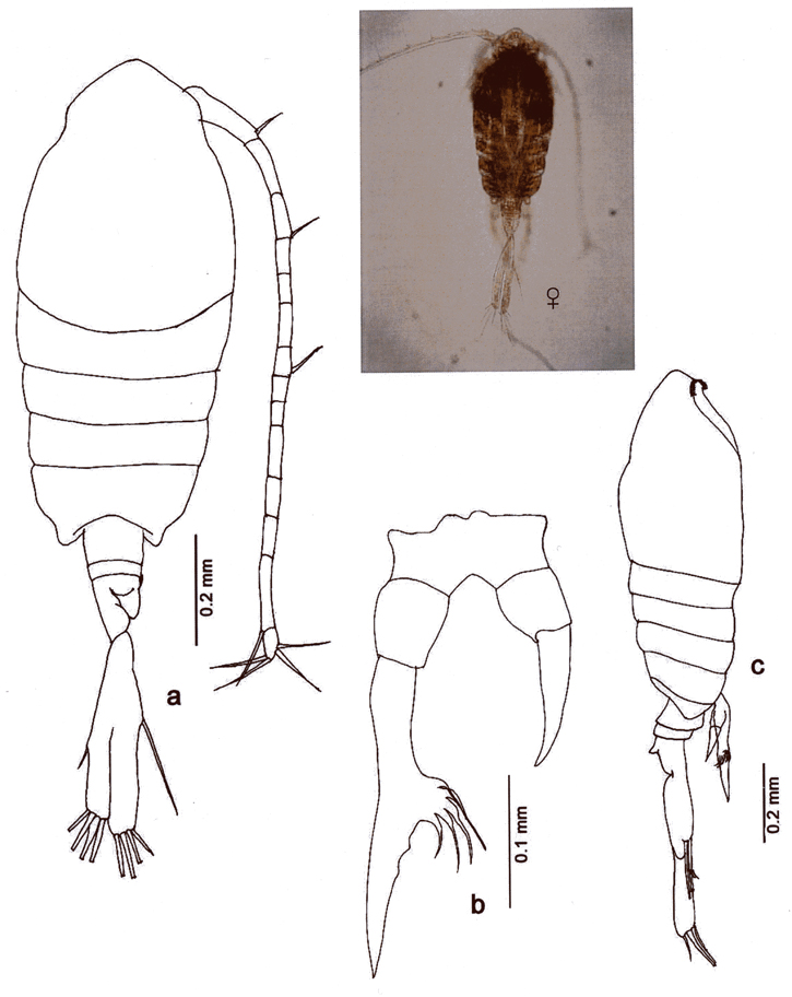 Species Tortanus (Tortanus) barbatus - Plate 8 of morphological figures