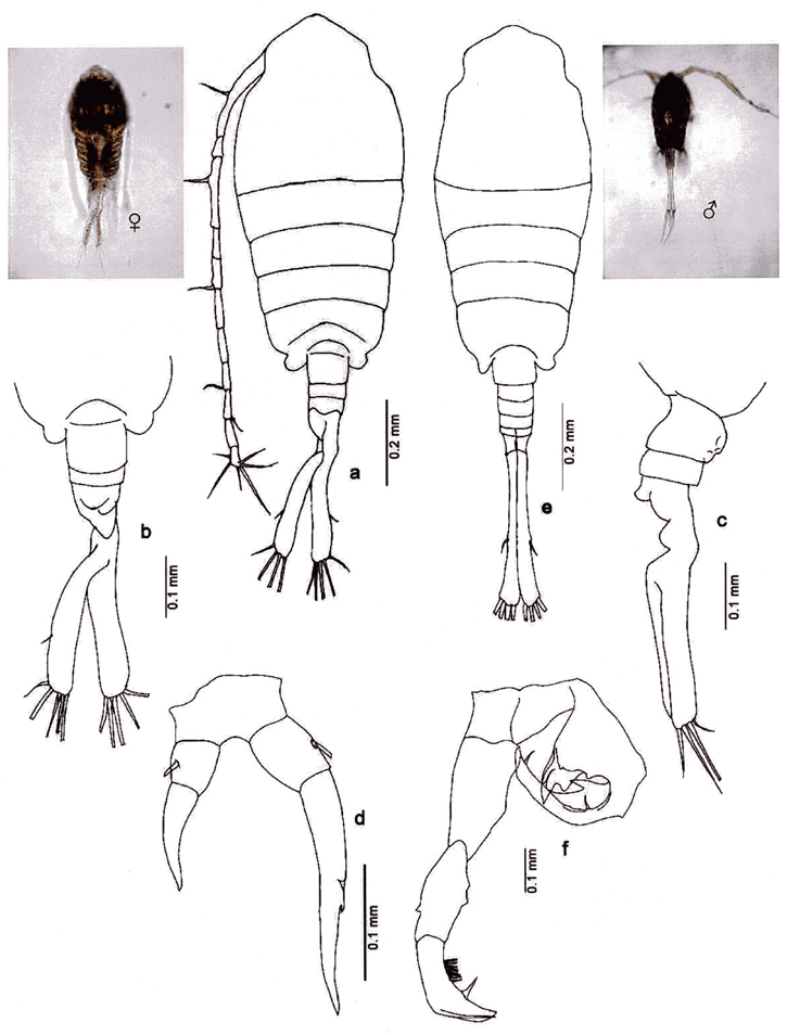 Species Tortanus (Tortanus) forcipatus - Plate 10 of morphological figures